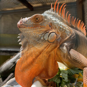 Iguana Medan Berkualitas Dari Farm Iguana Sidoarjo id