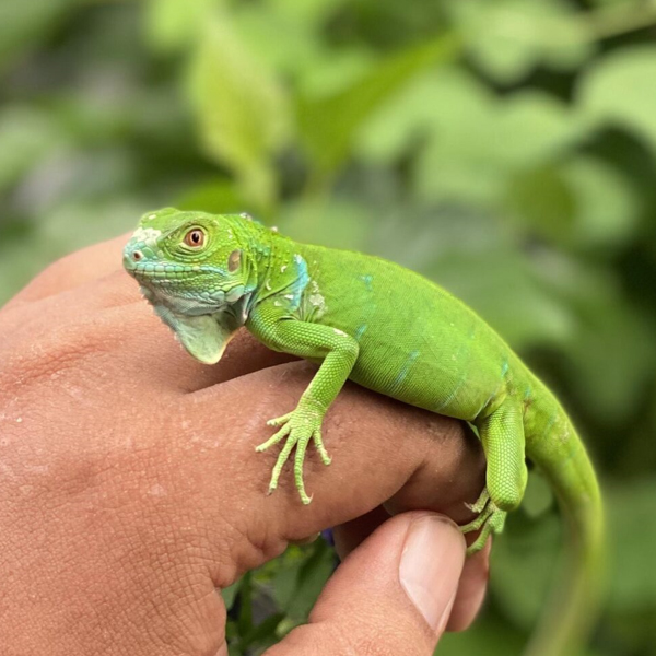 Iguana Bali Berkualitas Dari Farm Iguana Sidoarjo id
