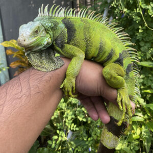 Iguana Jakarta Berkualitas Dari Farm Iguana Sidoarjo id