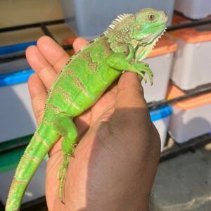 Iguana Papua Berkualitas Dari Farm Iguana Sidoarjo id