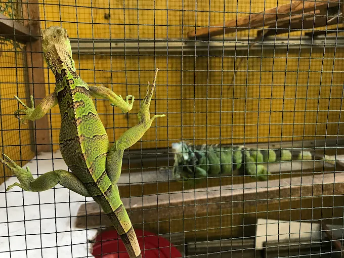 Iguana Mataram Berkualitas Dari Farm Iguana Sidoarjo id