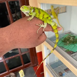 Layanan Iguana Sidoarjo Id